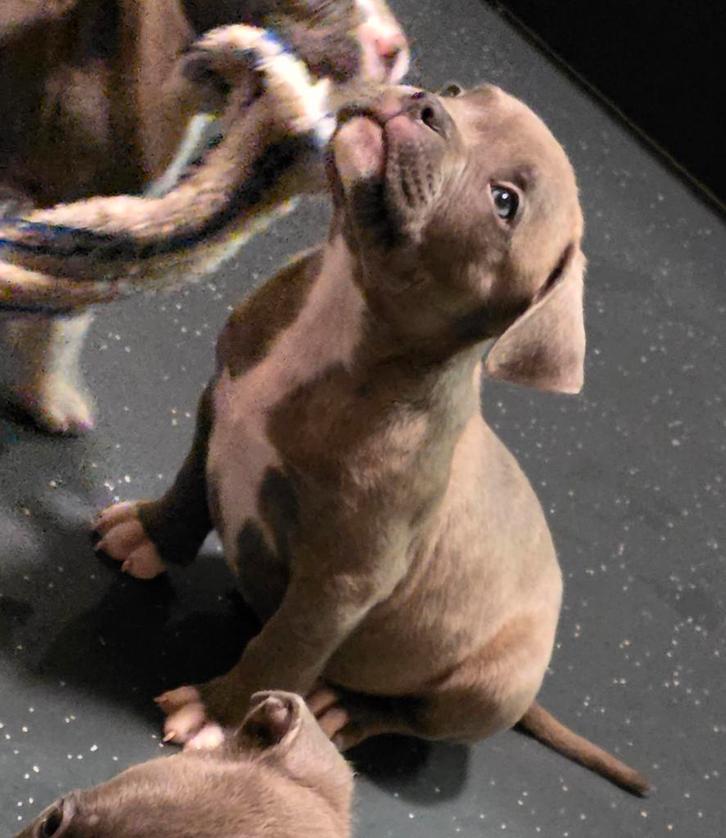 Pocket bully pups bleu grey, Dieren en Toebehoren, Honden | Bulldogs, Pinschers en Molossers, Meerdere dieren, Bulldog, Particulier