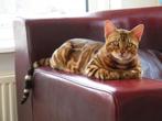 Bengaalse Kater: Rajo, Dieren en Toebehoren, Katten en Kittens | Raskatten | Korthaar, Kater