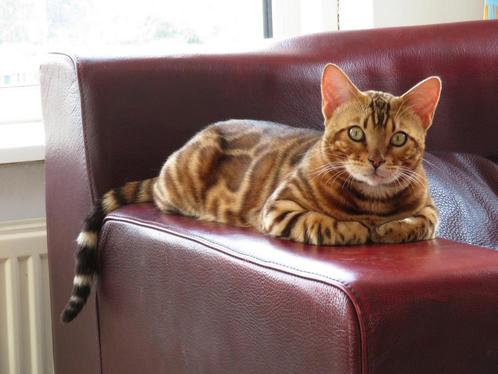 Bengaalse Kater: Rajo, Dieren en Toebehoren, Katten en Kittens | Raskatten | Korthaar, Kater