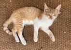 Kitten, Dieren en Toebehoren, Katten en Kittens | Overige Katten, Kater
