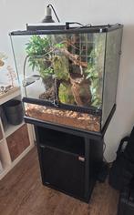 Exo Terra Terrarium 60x45x60 + onderkast & veel accessoires, Dieren en Toebehoren, Ophalen, Gebruikt, Terrarium of Paludarium