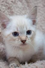 Bengaal x Ragdoll kittens 🐱🖤✨️, Dieren en Toebehoren, Meerdere dieren