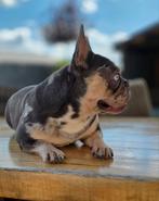 💕Prachtige, lieve en gezonde franse bulldog teef💕