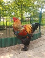 KUIKENS BRAHMA GROOTHOENDERS GOUDPATRIJS, Dieren en Toebehoren, Pluimvee, Meerdere dieren, Kip