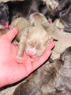 Prachtige raszuiver blue/Lilac fawn American Bully XXL pups, Particulier, Rabiës (hondsdolheid), Meerdere, 8 tot 15 weken
