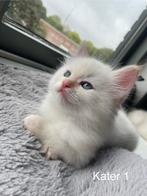Ragdoll kittens 2 katers zoeken nog een goud mandje, Dieren en Toebehoren, Meerdere dieren, Ontwormd, 0 tot 2 jaar