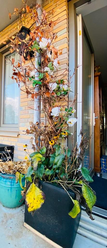 Klimhortensia met Clematis in Capi Urban smooth pot 40x40, Tuin en Terras, Bloempotten, Gebruikt, Kunststof, Balkon, 70 cm of meer