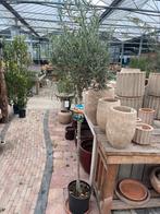 Prachtige Olijfboom (Olea Europaea) €59,95, Ophalen of Verzenden, Lente, 100 tot 250 cm, Olijfboom