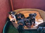 Aangeboden Jack Russell Terriër pups,  Black and Tan en 3 kl, Dieren en Toebehoren, Honden | Jack Russells en Terriërs, CDV (hondenziekte)