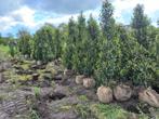 Bossige grote Portugese laurier tot 225 cm, Tuin en Terras, Planten | Bomen, Ophalen