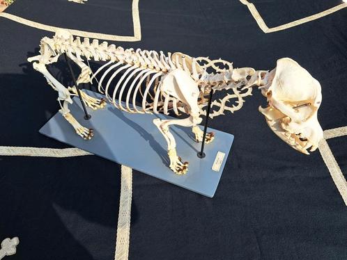 Oud hondenskelet taxidermy leermateriaal, Antiek en Kunst, Curiosa en Brocante, Ophalen