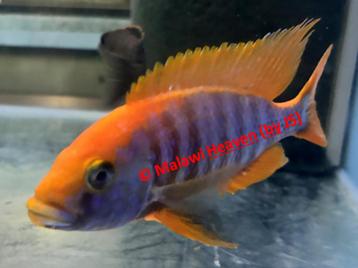 Aulonocara Sunset malawi cichliden beschikbaar voor biedingen
