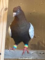 Kleur duiven, Dieren en Toebehoren
