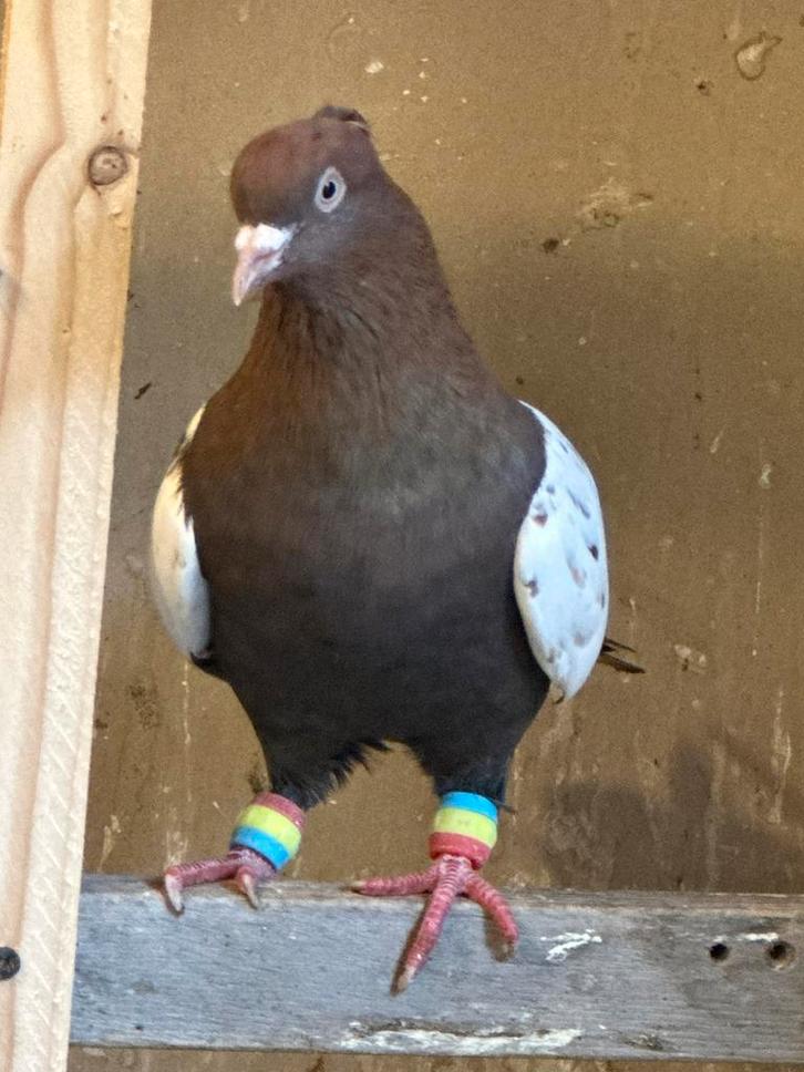 Kleur duiven, Dieren en Toebehoren, Vogels | Duiven