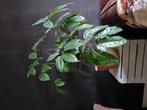 Vingerplant gratis. Lees omschrijving !!, Ophalen of Verzenden, Halfschaduw, Minder dan 100 cm