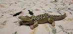 Playmobil Krokodil met Jongen, Ophalen of Verzenden, Zo goed als nieuw, Jongen of Meisje