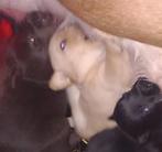Labrador pup blond reutje GROOT SOORT, Parvo, 8 tot 15 weken, Labrador retriever, Geslacht onbekend