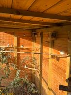 Zebra vinken kanarie diamant duifjes, Dieren en Toebehoren, Vogels | Overige Vogels, Meerdere dieren