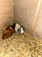 Beertjes cavia's, Dieren en Toebehoren, Knaagdieren, Mannelijk, Tam, Maart, Cavia