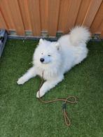 Tekoop Samojeed, Dieren en Toebehoren, Ophalen of Verzenden