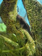 Borstelneus algeneter babies, Dieren en Toebehoren, Vissen | Aquariumvissen, Vis