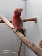 Rosé kaketoe: zeer mooie, grote en goede kweekman, Dieren en Toebehoren, Mannelijk, Papegaai