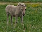 Mooi gra merrie fjordenveulen te koop, Dieren en Toebehoren, Paarden, Merrie, Minder dan 160 cm, 0 tot 2 jaar