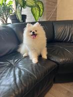 Pomeranian pups / keeshondjes, Dieren en Toebehoren, Honden | Poolhonden, Keeshonden en Oertypen, Particulier, Meerdere, Keeshond