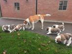 Sint Bernard pups, Dieren en Toebehoren, Honden | Niet-rashonden, Rabiës (hondsdolheid), 8 tot 15 weken, Groot, Meerdere