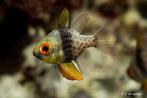 2 pyjama baarsjes te koop/ ruilbaar voor andere zeevissen., Dieren en Toebehoren, Vissen | Aquariumvissen, Vis