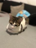 Kater, Dieren en Toebehoren, Kater, 0 tot 2 jaar