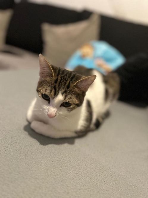Kater, Dieren en Toebehoren, Katten en Kittens | Raskatten | Korthaar, Kater, 0 tot 2 jaar