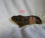 Jonge Cavia's te Koop, Dieren en Toebehoren, Knaagdieren, November, Meerdere dieren, Cavia