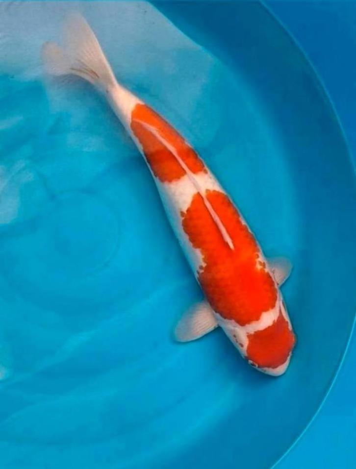 Leuke kohaku met certificaat nogami, Dieren en Toebehoren, Vissen | Vijvervissen, Karper of Koi