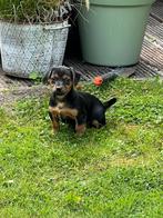 Jack Russell pup black and tan *teefje, Dieren en Toebehoren, Honden | Jack Russells en Terriërs, Rabiës (hondsdolheid), Jack Russell Terriër