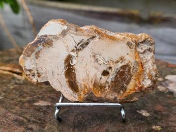 Versteend hout schijfje beschikbaar voor biedingen