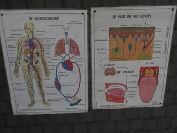 Twee vintage decoratieve anatomie posters firma Hebri. beschikbaar voor biedingen