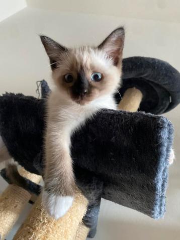 Mitted Ragdoll x Tonkanees Kittens beschikbaar voor biedingen