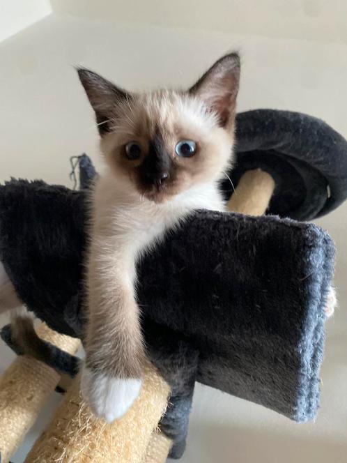 Mitted Ragdoll x Tonkanees Kittens, Dieren en Toebehoren, Katten en Kittens | Raskatten | Langhaar, Meerdere dieren, 0 tot 2 jaar