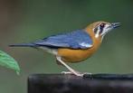DAMALIJSTERS, Dieren en Toebehoren, Meerdere dieren, Tropenvogel, Geringd