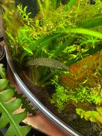 Polypterus ornatipinis, Dieren en Toebehoren, Vis