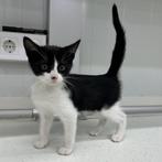 ACE Tony is een aanhankelijke en mensgerichte kitten, Dieren en Toebehoren, Katten en Kittens | Overige Katten, Kater, Kortharig