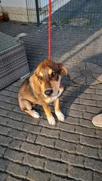 Maak kennis met pup Imre, Particulier, Rabiës (hondsdolheid), 15 weken tot 1 jaar, Reu