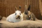 Jonge hangoordwerg konijnen | Ruime keus, passend advies!, Dieren en Toebehoren, Meerdere dieren, Dwerg, 0 tot 2 jaar