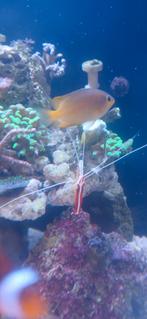 Zeevis, Dieren en Toebehoren, Vis