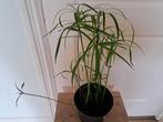Jonge papyrus, Huis en Inrichting, Kamerplanten, Ophalen, Halfschaduw, Minder dan 100 cm