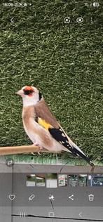 Majoor putters witkeel(zie beschrijving), Dieren en Toebehoren, Vogels | Overige Vogels, Meerdere dieren, Wildzangvogel
