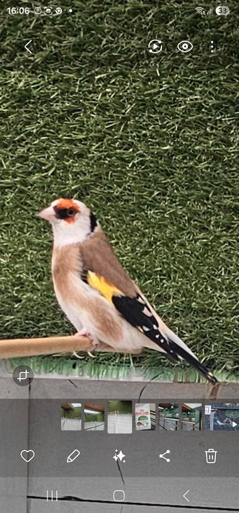Majoor putters witkeel(zie beschrijving), Dieren en Toebehoren, Vogels | Overige Vogels, Wildzangvogel, Meerdere dieren