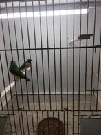 Koppel gouldamadines roodkop, Meerdere dieren