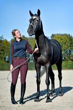 Montar Rijbroek  Bordeaux maat 34 Full grip & strass details, Dressuur, Ophalen of Verzenden, Zo goed als nieuw, Dames